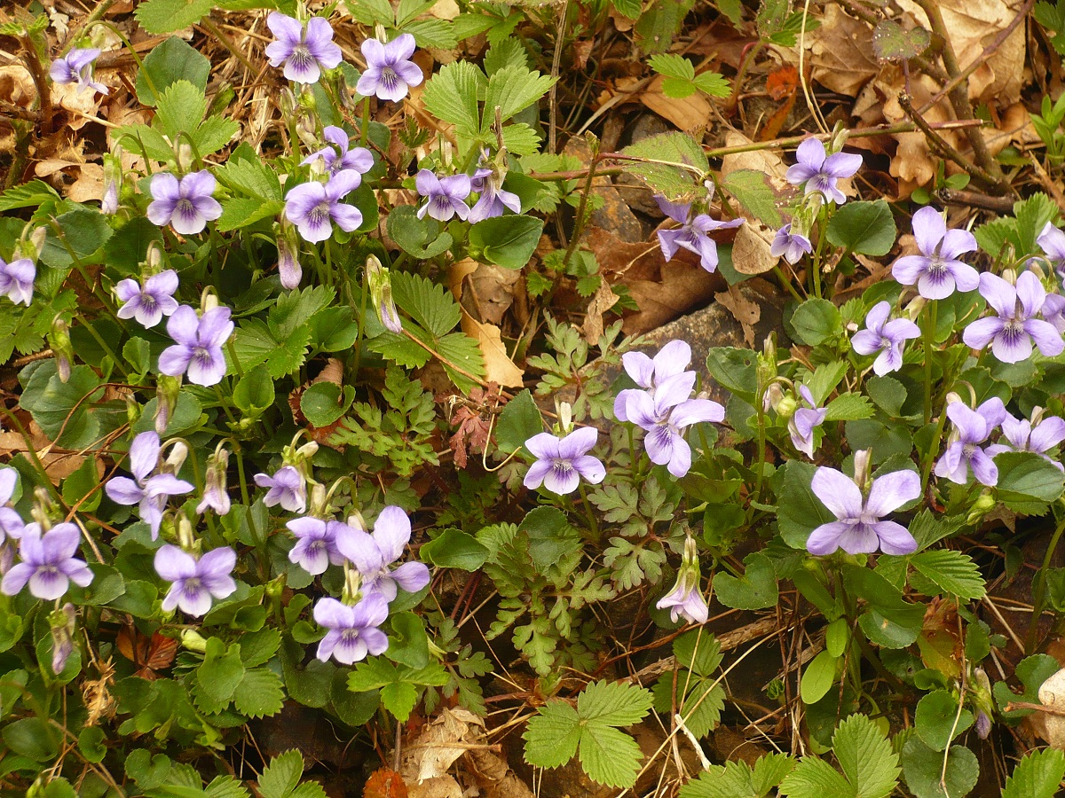 Viola canina subsp. canina (Violaceae)